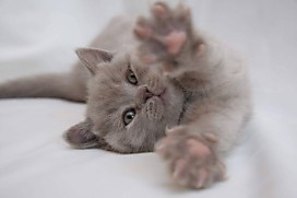 Самый нежный котик